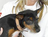 Doação de filhote de cachorro macho e de porte médio em Blumenau/SC - 09/12/2014 - 16095