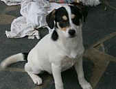 Doação de filhote de cachorro fêmea e de porte médio em Blumenau/SC - 24/09/2014 - 15355