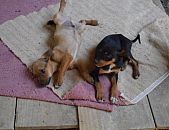 Doação de filhote de cachorro macho e de porte médio em Blumenau/SC - 27/09/2016 - 24223