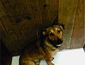 Doação de cachorro adulto macho e de porte pequeno em Blumenau/SC - 22/07/2014 - 14602