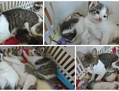Doação de filhote de gato fêmea e de porte grande em Blumenau/SC - 09/04/2016 - 22535