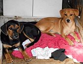 Doação de filhote de cachorro fêmea e de porte médio em Blumenau/SC - 16/05/2015 - 17775