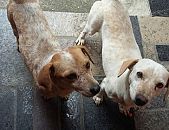 Doação de cachorro adulto fêmea e de porte médio em Blumenau/SC - 10/09/2016 - 24097