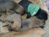 Doação de filhote de cachorro fêmea e de porte médio em Blumenau/SC - 28/03/2015 - 17191