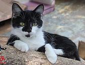 Doação de gato adulto fêmea com pelo curto e de porte médio em Contagem/MG - 22/04/2015 - 17581