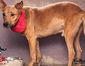 Doação de cachorro adulto macho com pelo curto e de porte médio em Contagem/MG - 17/10/2016 - 24383