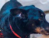 Doação de cachorro adulto fêmea com pelo curto e de porte pequeno em Contagem/MG - 29/05/2014 - 14011