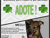 Doação de cachorro adulto fêmea e de porte médio em Blumenau/SC - 08/03/2017 - 25704