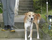 Doação de cachorro adulto fêmea e de porte médio em Blumenau/SC - 20/08/2014 - 14994