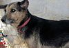 Doação de cachorro adulto fêmea com pelo curto e de porte médio em Contagem/MG - 09/01/2017 - 25161