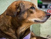 Doação de cachorro adulto fêmea com pelo curto e de porte grande em Contagem/MG - 08/04/2014 - 13289