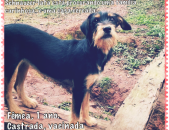 Doação de cachorro adulto fêmea e de porte médio em Blumenau/SC - 17/10/2014 - 15584