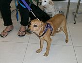 Doação de cachorro adulto fêmea e de porte médio em Blumenau/SC - 22/07/2014 - 14607