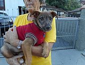 Doação de cachorro adulto fêmea e de porte médio em Blumenau/SC - 16/08/2016 - 23853