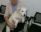 Doação de cachorro adulto fêmea e de porte médio em Blumenau/SC - 22/07/2014 - 14605
