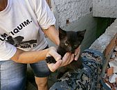 Doação de filhote de gato fêmea e de porte médio em Blumenau/SC - 09/12/2014 - 16104