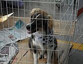 Doação de cachorro adulto fêmea e de porte médio em Blumenau/SC - 14/09/2016 - 24135