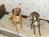 Doação de cachorro adulto fêmea e de porte médio em Blumenau/SC - 25/11/2014 - 15969
