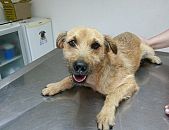 Doação de cachorro adulto fêmea e de porte pequeno em Blumenau/SC - 25/11/2014 - 15972