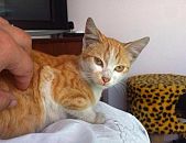 Doação de gato adulto macho e de porte médio em Blumenau/SC - 15/03/2016 - 22075