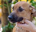 Doação de cachorro adulto fêmea com pelo curto e de porte médio em Contagem/MG - 27/03/2014 - 13093