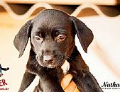 Doação de cachorro adulto fêmea com pelo curto e de porte médio em Contagem/MG - 20/07/2016 - 23576