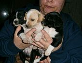Doação de filhote de cachorro fêmea e de porte grande em Blumenau/SC - 22/07/2014 - 14609