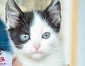 Doação de gato adulto macho com pelo curto e de porte médio em Contagem/MG - 10/06/2016 - 23199