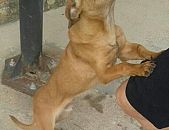 Doação de cachorro adulto macho e de porte médio em Blumenau/SC - 03/06/2017 - 26398