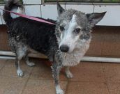 Doação de cachorro adulto macho com pelo longo e de porte médio em Rio De Janeiro/RJ - 29/04/2013 - 10349