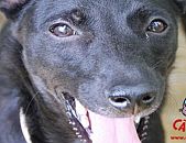 Doação de cachorro adulto macho com pelo curto e de porte grande em Contagem/MG - 21/06/2013 - 10545