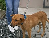 Doação de cachorro adulto fêmea e de porte grande em Blumenau/SC - 25/11/2014 - 15971