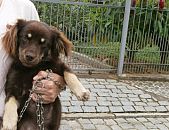 Doação de cachorro adulto fêmea e de porte médio em Blumenau/SC - 25/10/2014 - 15660