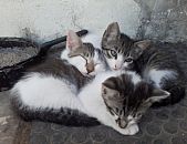 Doação de filhote de gato macho e de porte médio em Blumenau/SC - 22/11/2014 - 15959