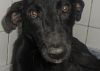Doação de cachorro adulto fêmea com pelo médio e de porte médio em Rio De Janeiro/RJ - 29/04/2013 - 10351