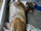 Doação de cachorro adulto macho com pelo médio e de porte médio em Rio De Janeiro/RJ - 29/04/2013 - 10347