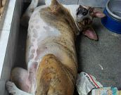 Doação de cachorro adulto macho com pelo médio e de porte médio em Rio De Janeiro/RJ - 29/04/2013 - 10347