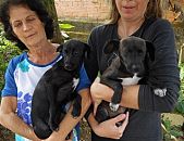 Doação de filhote de cachorro fêmea e de porte médio em Blumenau/SC - 08/07/2016 - 23428