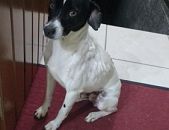 Doação de cachorro adulto macho e de porte pequeno em Blumenau/SC - 25/11/2016 - 24794