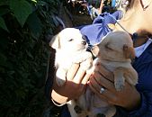 Doação de filhote de cachorro fêmea e de porte médio em Blumenau/SC - 24/06/2014 - 14334