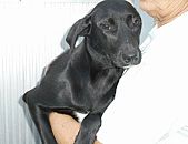 Doação de cachorro adulto fêmea e de porte médio em Blumenau/SC - 01/07/2015 - 18200