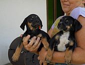 Doação de filhote de cachorro macho e de porte médio em Blumenau/SC - 08/03/2016 - 21858