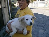 Doação de filhote de cachorro fêmea e de porte médio em Blumenau/SC - 10/07/2014 - 14477