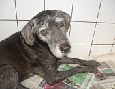Doação de cachorro adulto macho com pelo médio e de porte médio em Rio De Janeiro/RJ - 29/04/2013 - 10355