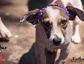 Doação de cachorro adulto fêmea com pelo curto e de porte grande em Contagem/MG - 21/10/2016 - 24411