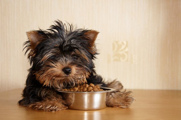 Cachorro comendo