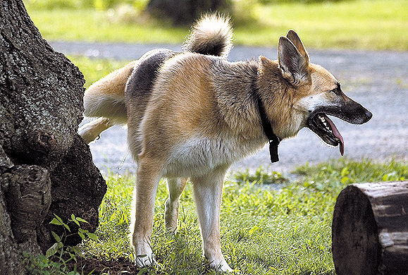 Resultado de imagem para cachorro urinando