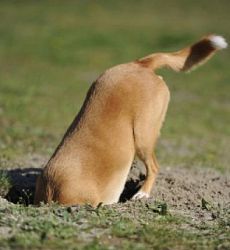 Instinto animal: Por que meu cão faz buracos? - Dicas e Cuidados