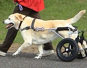 Cães paraplégicos