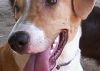 Doação de cachorro adulto fêmea com pelo médio e de porte médio em Rio De Janeiro/RJ - 29/04/2013 - 10381